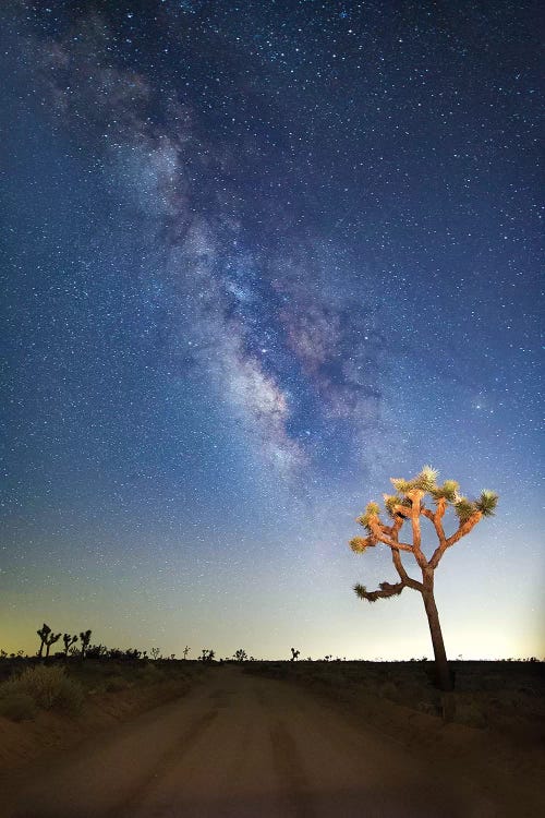 Joshua Tree Milkyway, 2017 