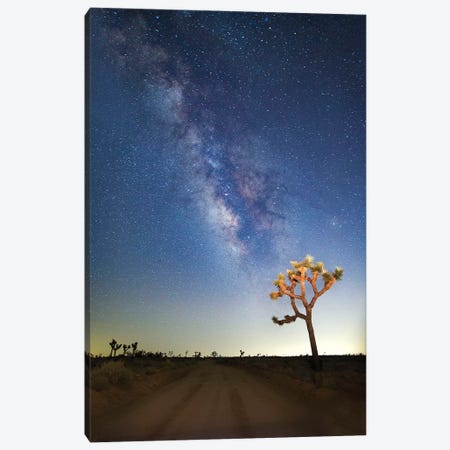 Joshua Tree Milkyway, 2017  Canvas Print #BMN8677} by SVP Images Canvas Wall Art