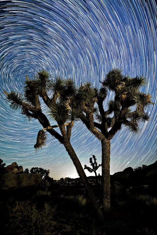 Joshua Tree Star Trails, 2017 