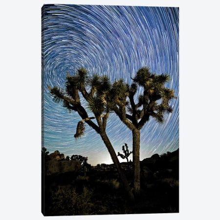 Joshua Tree Star Trails, 2017  Canvas Print #BMN8679} by SVP Images Canvas Print