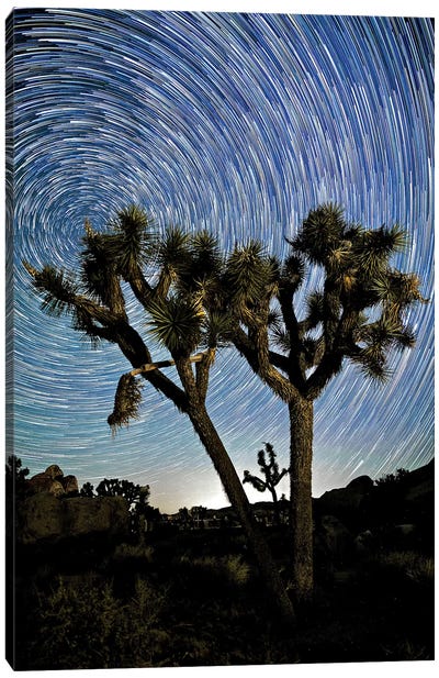 Joshua Tree Star Trails, 2017  Canvas Art Print - Joshua Tree National Park