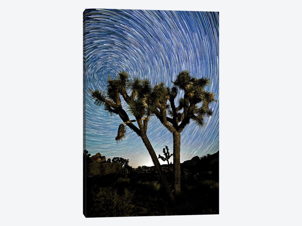 Joshua Tree Star Trails, 2017  by SVP Images 1-piece Canvas Artwork