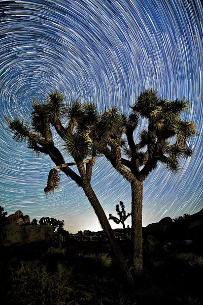 Joshua Tree National Park: Joshua Tree Star Trails, 2017  by Svp Images