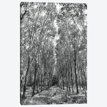Rubber Trees Of Thailand, 2017  Canvas Print #BMN8693} by SVP Images Art Print