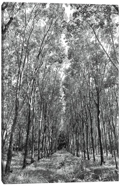 Rubber Trees Of Thailand, 2017  Canvas Art Print - SVP Images