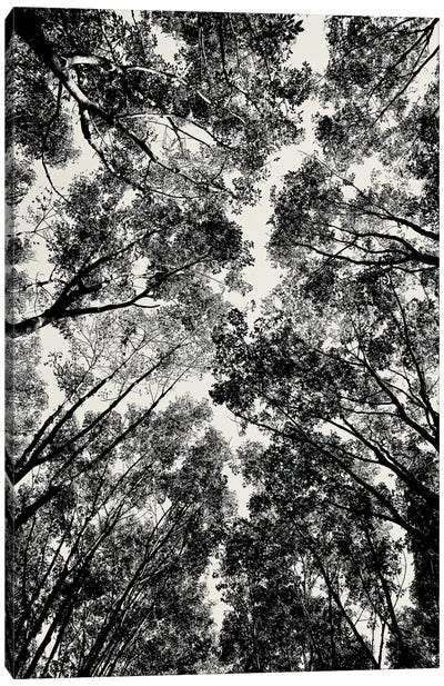 Up Through The Trees, 2018  Canvas Art Print - SVP Images