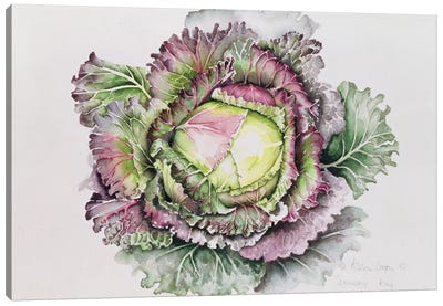 January King Cabbage  Canvas Art Print