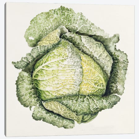Savoy Cabbage  Canvas Print #BMN8720} by Alison Cooper Canvas Print