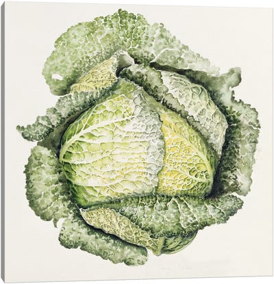 Savoy Cabbage  Canvas Art Print