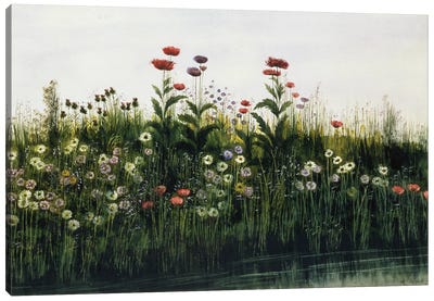 Poppies, Daisies and Thistles on a River Bank   Canvas Art Print