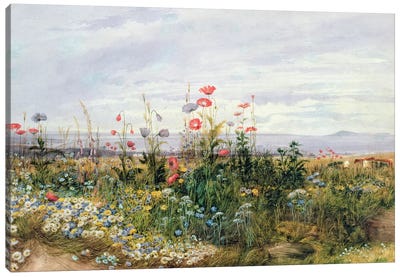 Wildflowers with a View of Dublin Dunleary  Canvas Art Print - Flower Art