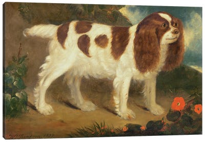 King Charles Spaniel Canvas Art Print