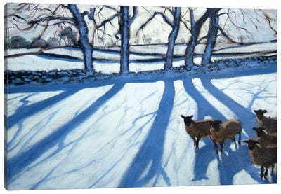 Sheep In Snow, Derbyshire Canvas Art Print - Andrew Macara