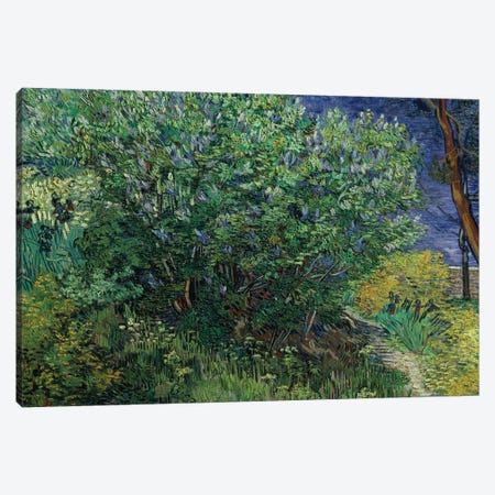 Lilac Bush, 1889 Canvas Print #BMN9443} by Vincent van Gogh Art Print