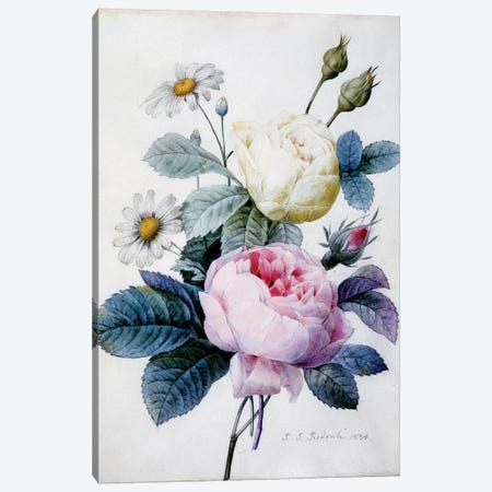 Bouquet of Roses with Daisies, 1834 Canvas Print #BMN9533} by Pierre-Joseph Redouté Art Print