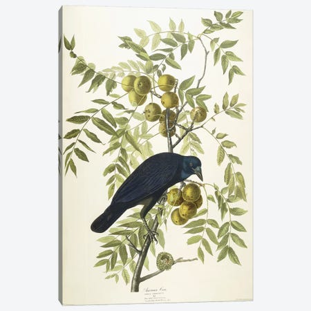 American Crow, 1833  Canvas Print #BMN9658} by John James Audubon Canvas Wall Art