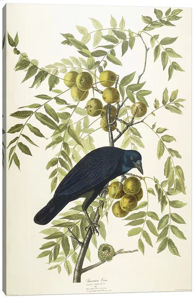 American Crow, 1833  Canvas Art Print - Crow Art