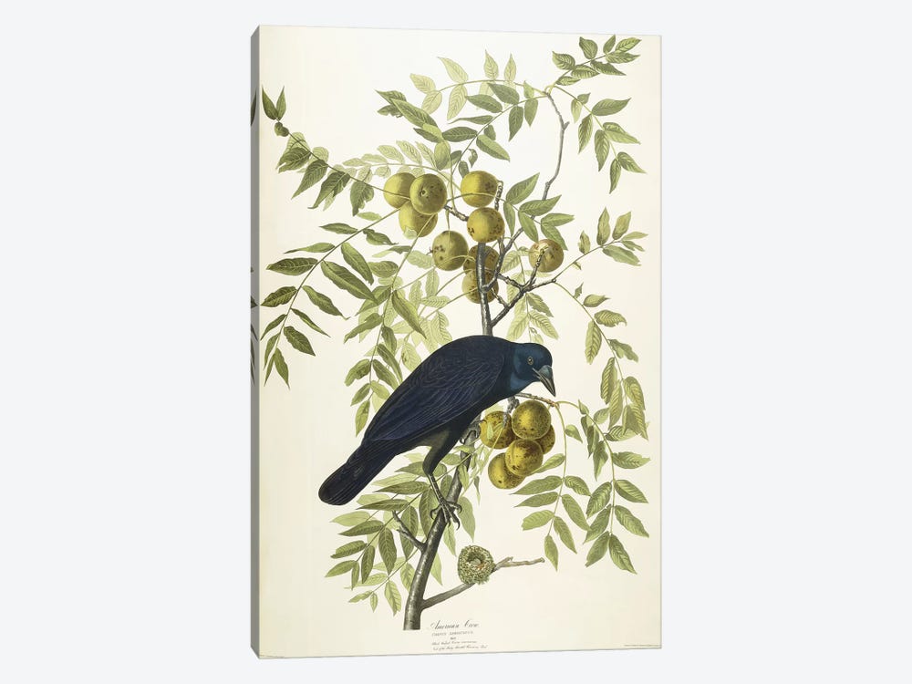 American Crow, 1833  by John James Audubon 1-piece Canvas Art Print