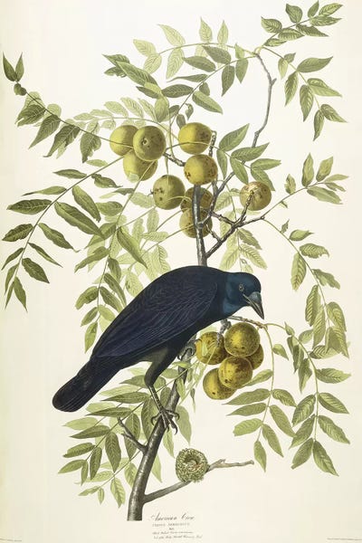 Vintage Animal Illustrations: American Crow, 1833  by John James Audubon