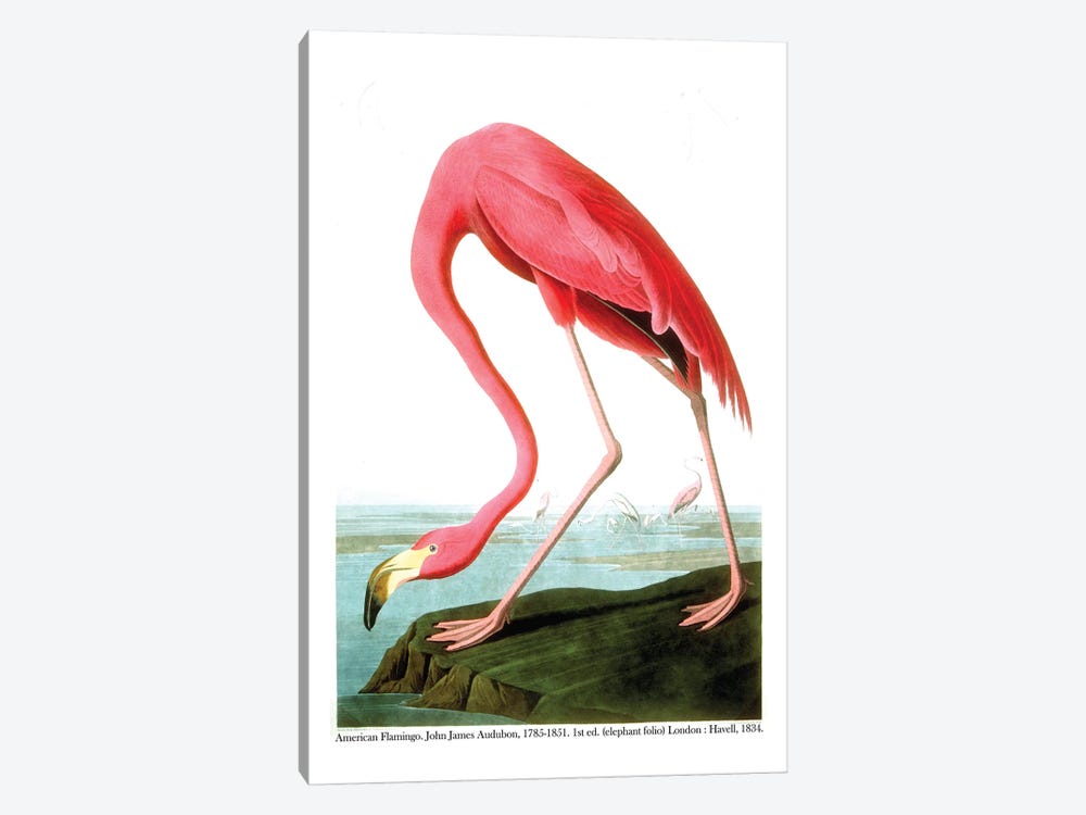 American Flamingo, 1834  by John James Audubon 1-piece Canvas Wall Art