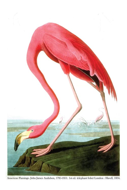 American Flamingo, 1834 