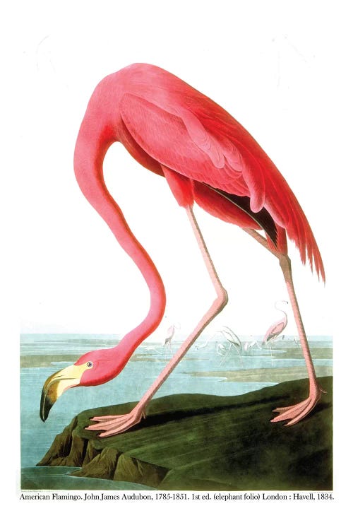 American Flamingo, 1834  by John James Audubon wall art