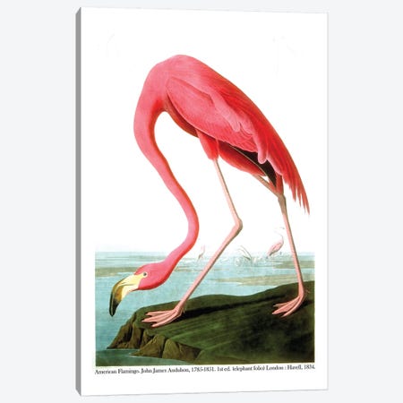 American Flamingo, 1834  Canvas Print #BMN9659} by John James Audubon Canvas Artwork