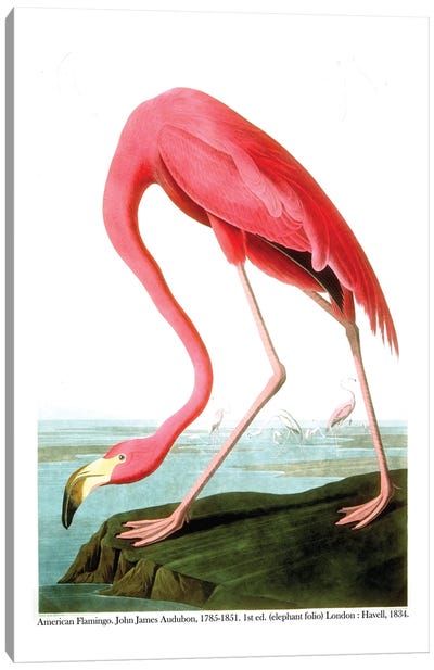 American Flamingo, 1834  Canvas Art Print - John James Audubon