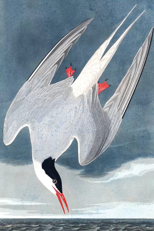 Arctic Tern, Sterna Paradisaea, from "The Birds of America", 1827-38  by John James Audubon wall art