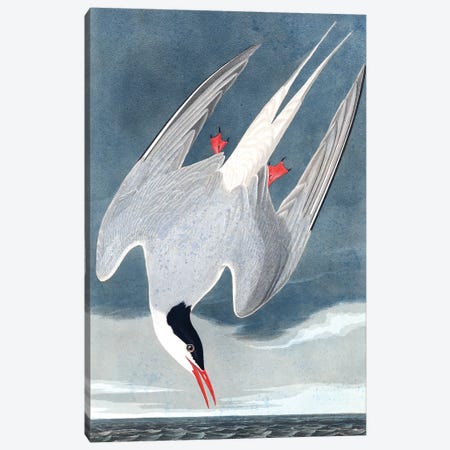 Arctic Tern, Sterna Paradisaea, from "The Birds of America", 1827-38  Canvas Print #BMN9660} by John James Audubon Art Print