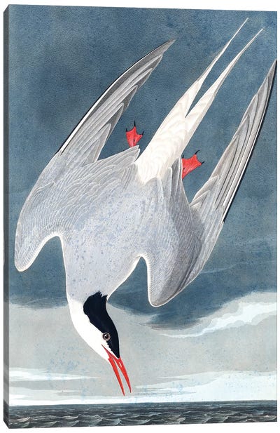 Arctic Tern, Sterna Paradisaea, from "The Birds of America", 1827-38  Canvas Art Print - Terns