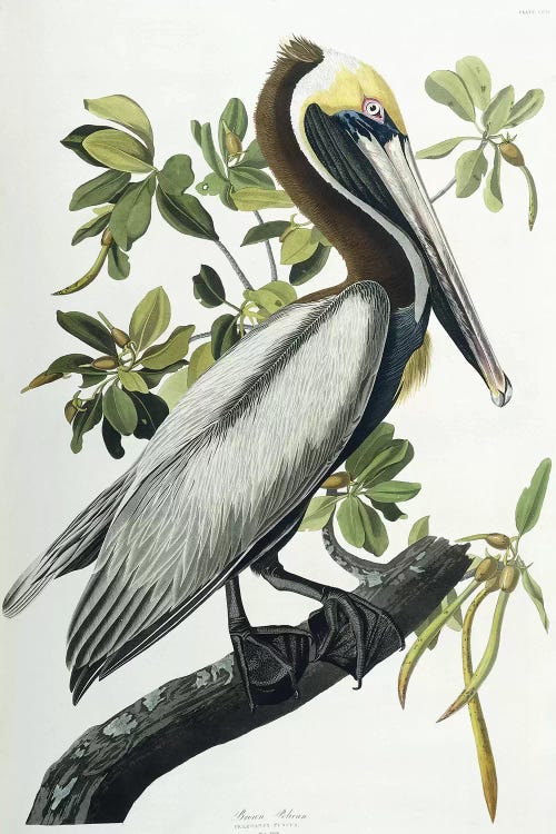 Brown Pelican, 1835 