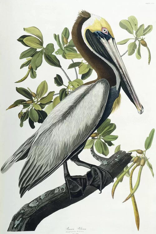 Brown Pelican, 1835  by John James Audubon wall art