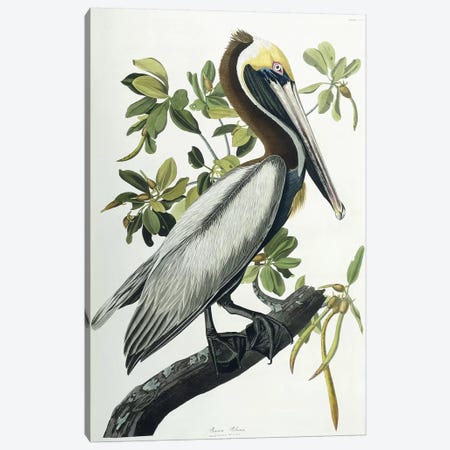 Brown Pelican, 1835  Canvas Print #BMN9662} by John James Audubon Canvas Art Print