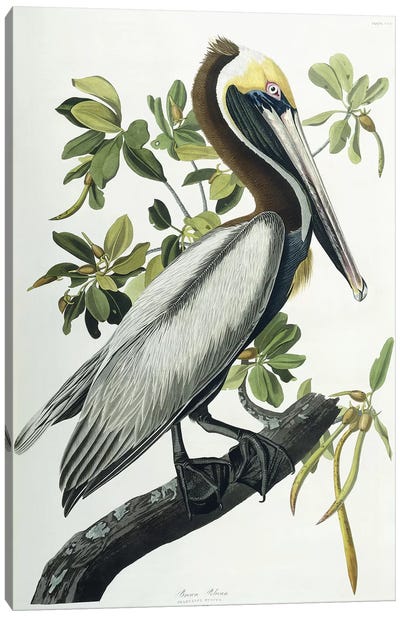 Brown Pelican, 1835  Canvas Art Print - Granny Chic