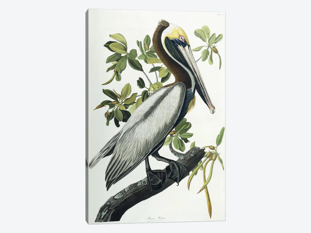 Brown Pelican, 1835  by John James Audubon 1-piece Canvas Artwork