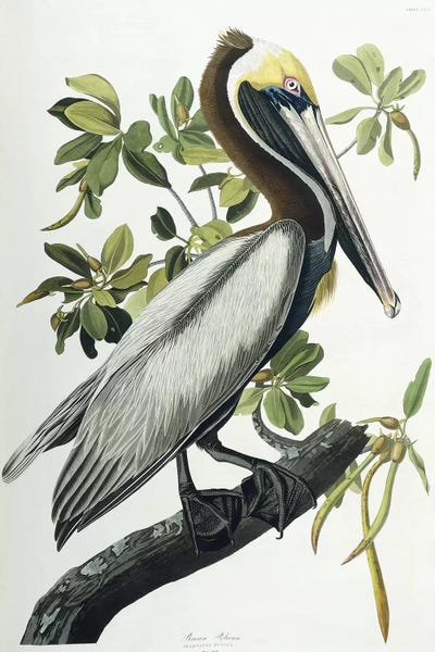 Animal Illustrations: Brown Pelican, 1835  by John James Audubon