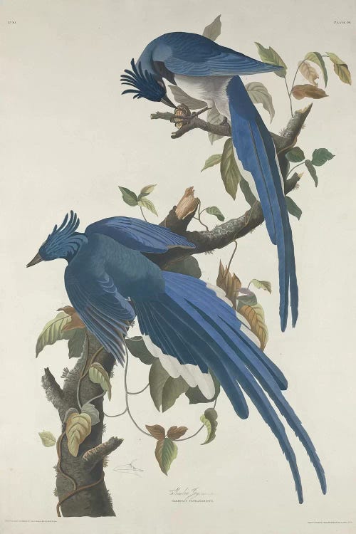 Columbia Jay, 1830  by John James Audubon wall art