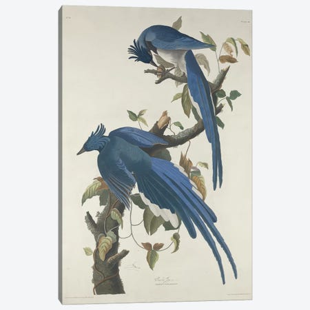 Columbia Jay, 1830  Canvas Print #BMN9663} by John James Audubon Canvas Art Print