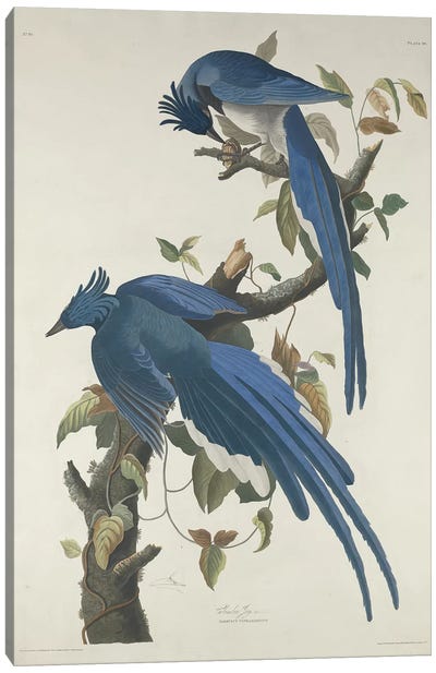 Columbia Jay, 1830  Canvas Art Print - John James Audubon