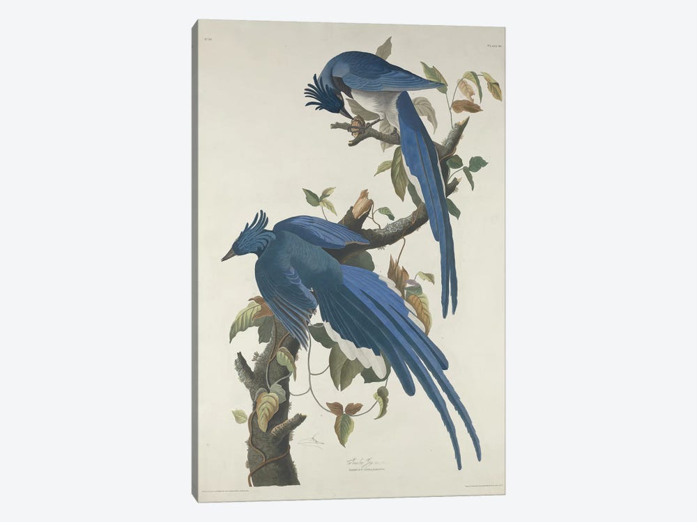 Columbia Jay, 1830  by John James Audubon 1-piece Canvas Print