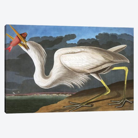 Great White Heron, Ardea Occidentalis, from "The Birds of America" by John J. Audubon, pub. 1827-38  Canvas Print #BMN9667} by John James Audubon Canvas Artwork