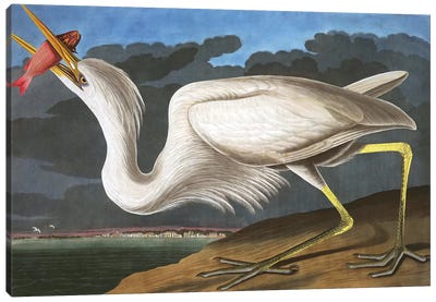 Great White Heron, Ardea Occidentalis, from "The Birds of America" by John J. Audubon, pub. 1827-38  Canvas Art Print - John James Audubon