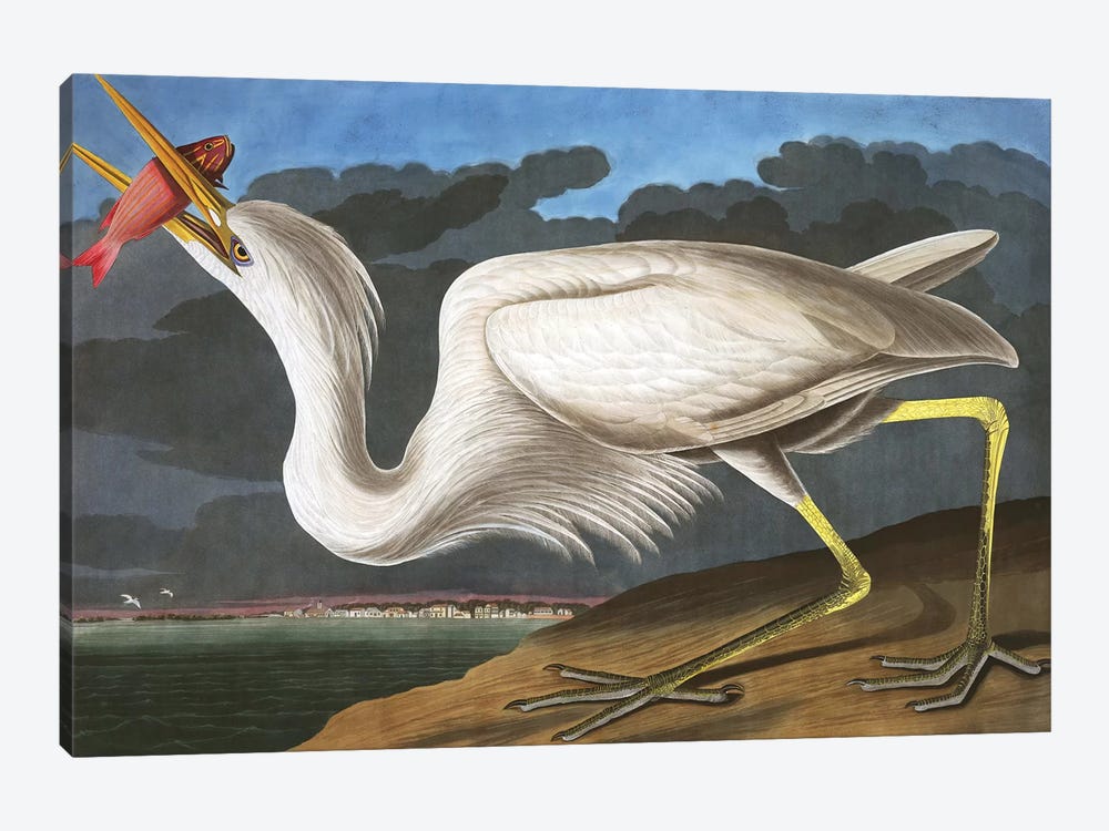 Great White Heron, Ardea Occidentalis, from "The Birds of America" by John J. Audubon, pub. 1827-38  by John James Audubon 1-piece Canvas Print
