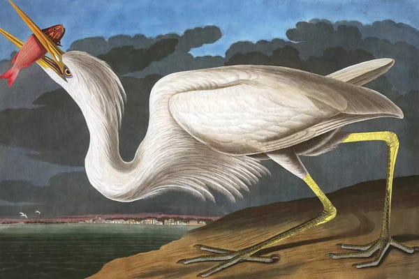 Grandmillenial Decor: Great White Heron, Ardea Occidentalis, from "The Birds of America" by John J. Audubon, pub. 1827-38  by John James Audubon