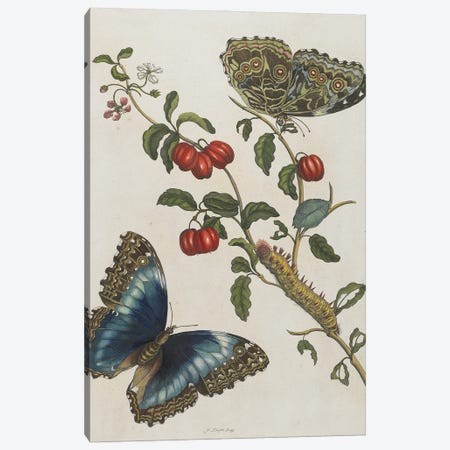 Great Blue Butterflies and Red Fruits, 1705-71  Canvas Print #BMN9681} by Maria Sibylla Graff Merian Art Print