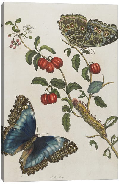 Great Blue Butterflies and Red Fruits, 1705-71  Canvas Art Print