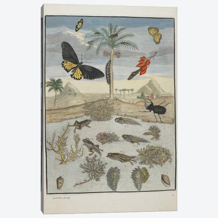 Insects and Fish with Island Background, 1705-71  Canvas Print #BMN9682} by Maria Sibylla Graff Merian Canvas Print
