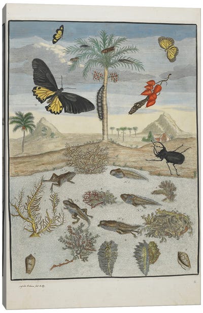 Insects and Fish with Island Background, 1705-71  Canvas Art Print