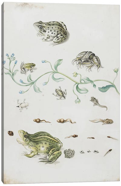 Metamorphosis of a Frog and Blue Flower  Canvas Art Print